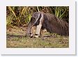 03-082 * Giant Anteater * Giant Anteater