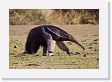 03-083 * Giant Anteater * Giant Anteater