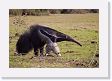 03-087 * Giant Anteater * Giant Anteater