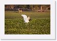 03-096 * Jabiru Stork * Jabiru Stork