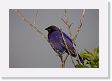 04-001 * Purplish Jay * Purplish Jay