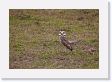 04-072 * Burrowing Owl * Burrowing Owl