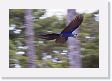 04-096 * Hyacinth Macaw * Hyacinth Macaw