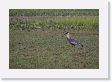 04-100 * Buff-necked Ibis * Buff-necked Ibis