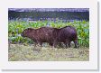 04-105 * Capybaras * Capybaras