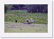 04-106 * Buff-necked Ibises * Buff-necked Ibises