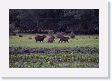 04-107 * Capybaras * Capybaras