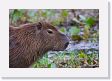 04-109 * Capybara * Capybara