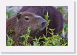 04-110 * Male Capybaras have a musk gland * Male Capybaras have a musk gland