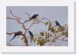 04-113 * Hyacinth Macaws * Hyacinth Macaws