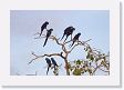 04-114 * Hyacinth Macaws * Hyacinth Macaws