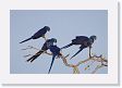 04-115 * Hyacinth Macaws * Hyacinth Macaws