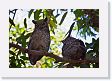 05-019 * Great Horned Owls * Great Horned Owls