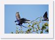 05-032 * Hyacinth Macaws * Hyacinth Macaws