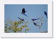 05-033 * Hyacinth Macaws * Hyacinth Macaws