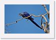 05-034 * Hyacinth Macaw * Hyacinth Macaw