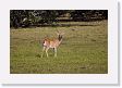 05-043 * Pampas Deer * Pampas Deer