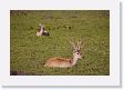 05-045 * Pampas Deer * Pampas Deer