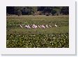 05-048 * Roseate Spoonbills * Roseate Spoonbills