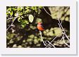 05-050 * Vermillion Flycatcher * Vermillion Flycatcher