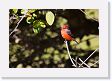 05-051 * Vermillion Flycatcher * Vermillion Flycatcher