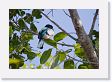 05-053 * Blue-crowned Trogon * Blue-crowned Trogon