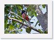 05-054 * Blue-crowned Trogon * Blue-crowned Trogon