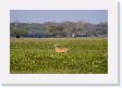 05-057 * Marsh Deer * Marsh Deer