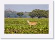 05-058 * Marsh Deer * Marsh Deer