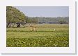 05-060 * Marsh Deer * Marsh Deer