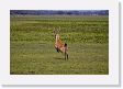 05-061 * Marsh Deer * Marsh Deer