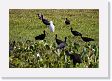 05-065 * Bare-faced Ibis and Cattle Egret * Bare-faced Ibis and Cattle Egret