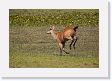 05-066 * Marsh Deer * Marsh Deer