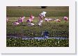 05-067 * Roseate Spoonbills with Great Egret and White-necked Heron * Roseate Spoonbills with Great Egret and White-necked Heron