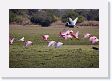 05-068 * Roseate Spoonbills with Great Egret and White-necked Heron * Roseate Spoonbills with Great Egret and White-necked Heron