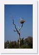 05-092 * Jabiru Stork * Jabiru Stork