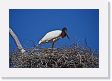 05-093 * Jabiru Stork * Jabiru Stork