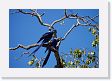 05-096 * Hyacinth Macaws * Hyacinth Macaws