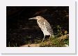 05-103 * Immature Rufescent Tiger-heron * Immature Rufescent Tiger-heron