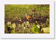 05-106 * Grey-necked Wood-rail * Grey-necked Wood-rail