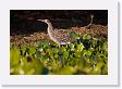 05-108 * Immature Rufescent Tiger-heron * Immature Rufescent Tiger-heron