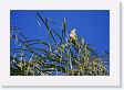 06-041 * Monk Parakeet * Monk Parakeet