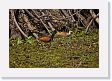 06-055 * Wattled Jacana with chic * Wattled Jacana with chic