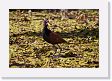 06-057 * Wattled Jacana * Wattled Jacana