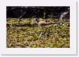 06-058 * Wattled Jacana chic * Wattled Jacana chic