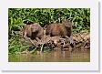 06-066 * Capybaras * Capybaras