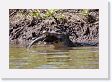 06-073 * Caiman and lunch * Caiman and lunch