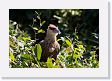 06-081 * Crested Caracara with crop visible * Crested Caracara with crop visible