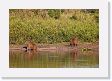 06-104 * Capybara would make a nice lunch if they cooperate * Capybara would make a nice lunch if they cooperate