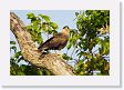 07-009 * Crested Caracara * Crested Caracara